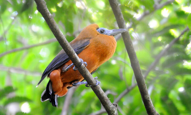 Capuchinbird