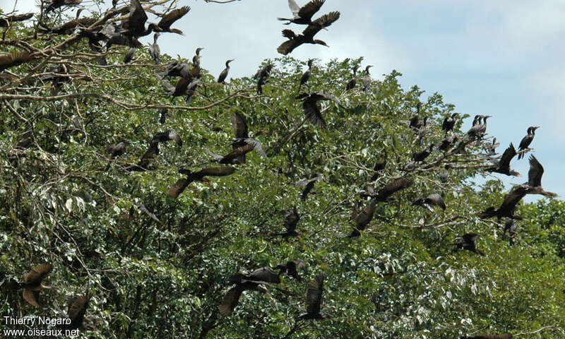 Cormoran vigua, habitat, Comportement