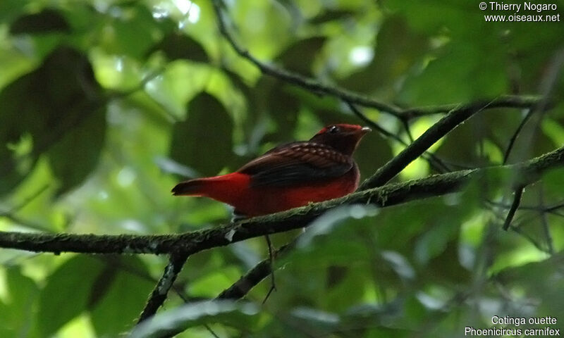 Guianan Red Cotinga