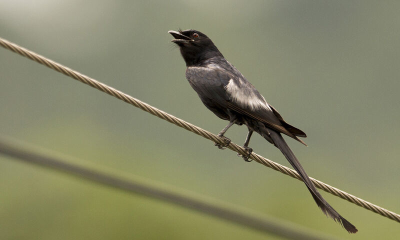 Black Drongo