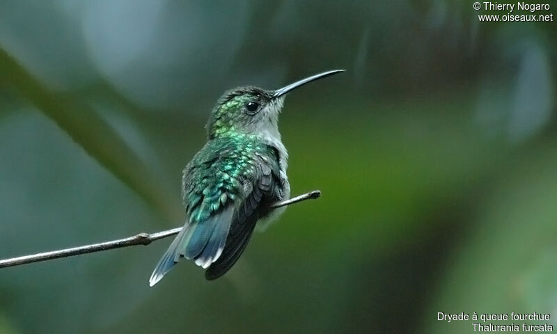 Fork-tailed Woodnymph female adult