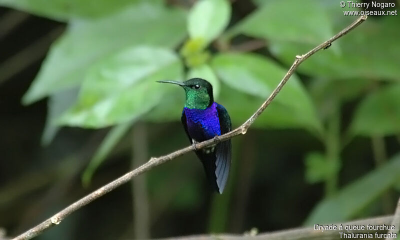 Fork-tailed Woodnymph male adult