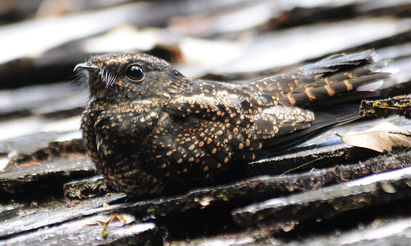 Blackish Nightjar