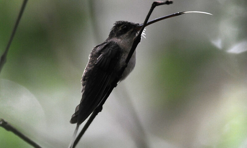 Straight-billed Hermit