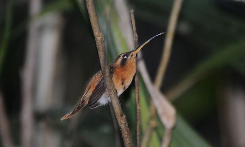 Reddish Hermit