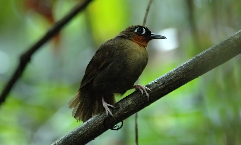 Rufous-throated Antbird