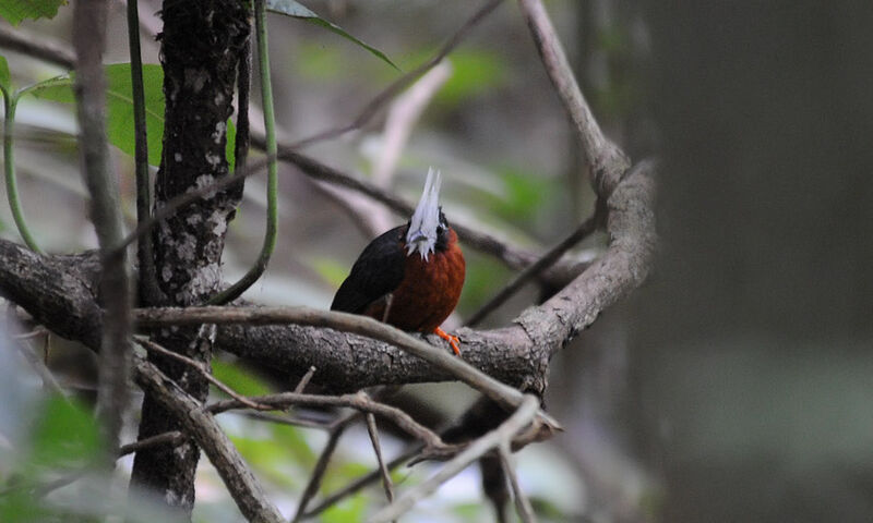 White-plumed Antbird