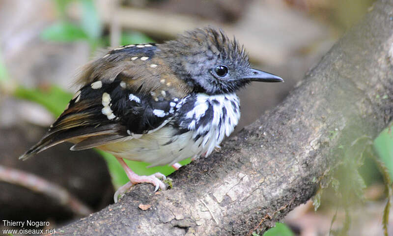 Spot-backed Antbird