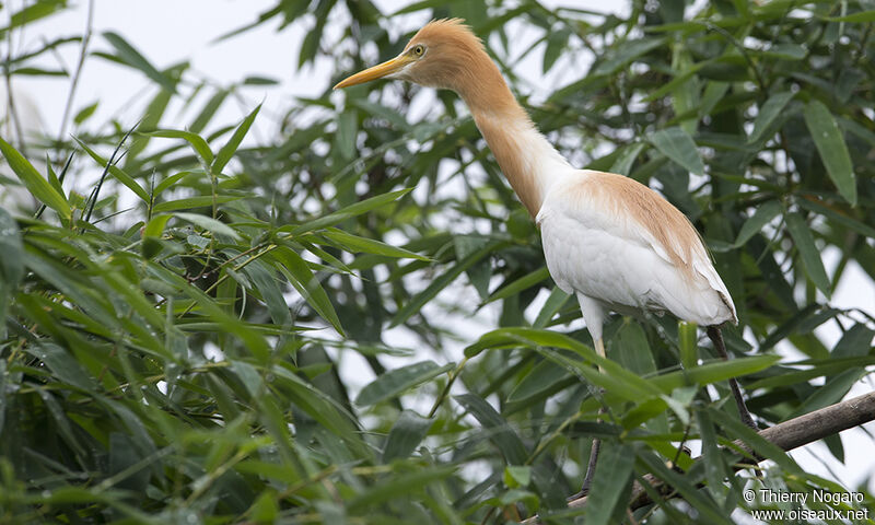 Eastern Cattle Egret