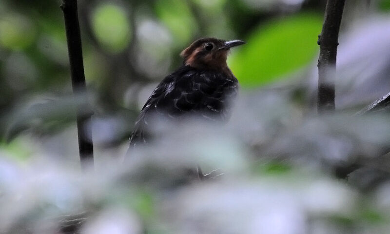 Pavonine Cuckoo