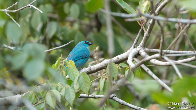 Verditer Flycatcher male adult