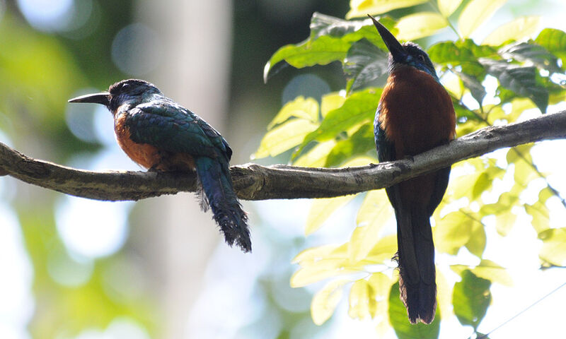 Grand Jacamar adulte