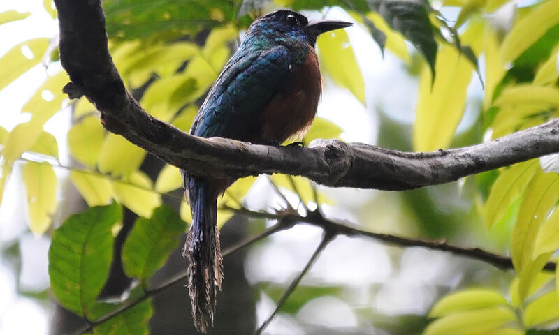 Grand Jacamar femelle adulte