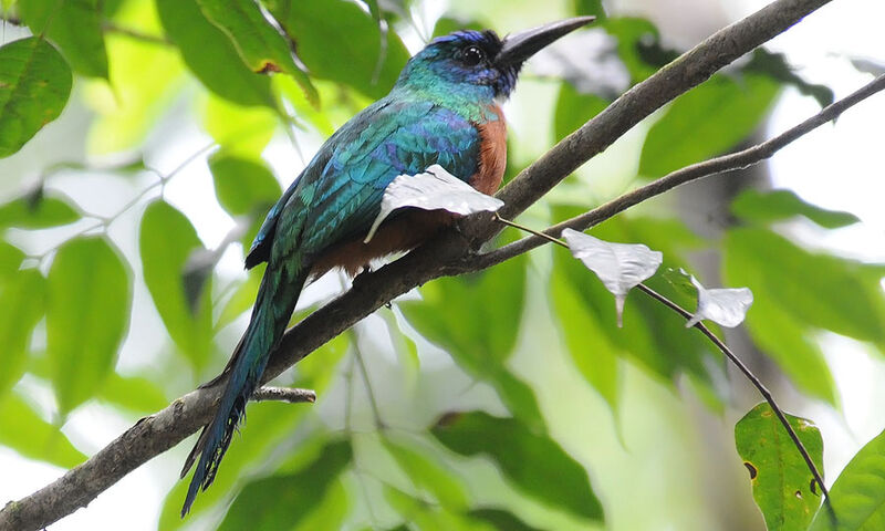 Grand Jacamar mâle adulte