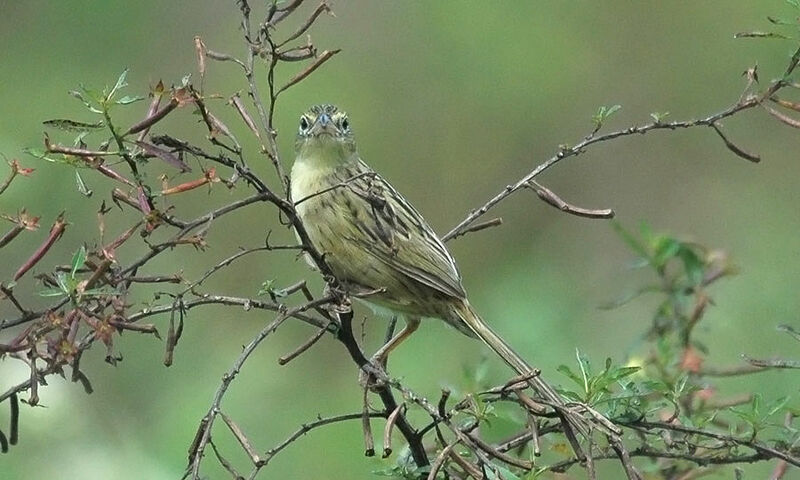 Wedge-tailed Grass Finch