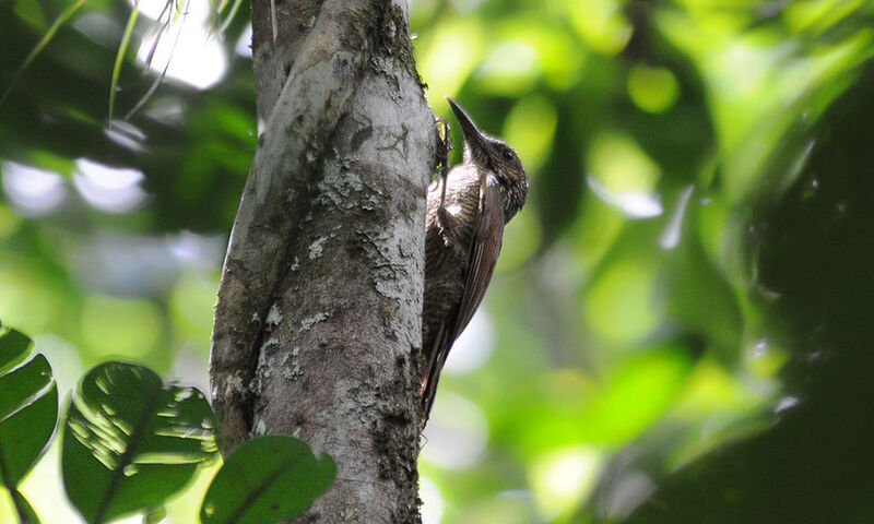 Amazonian Barred Woodcreeper