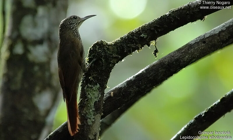 Guianan Woodcreeper