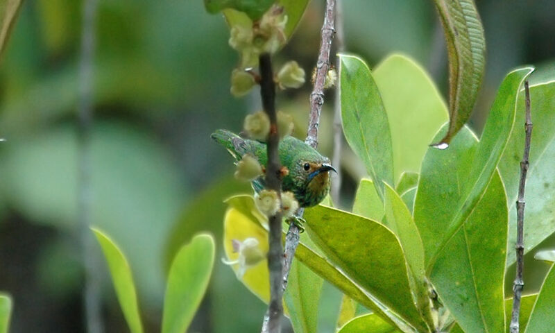 Purple Honeycreeper