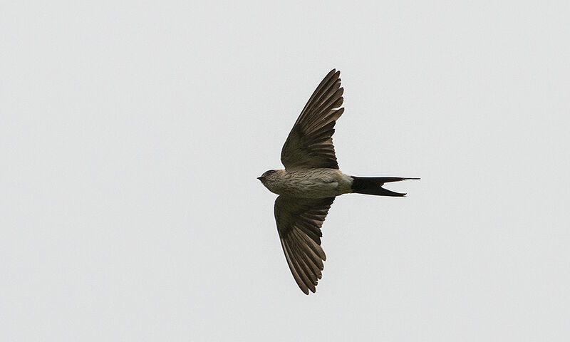 Red-rumped Swallow