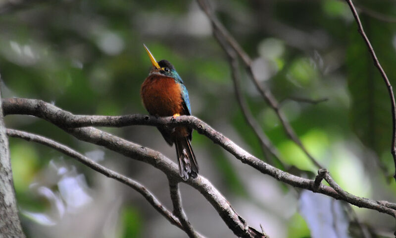 Jacamar à bec jaune