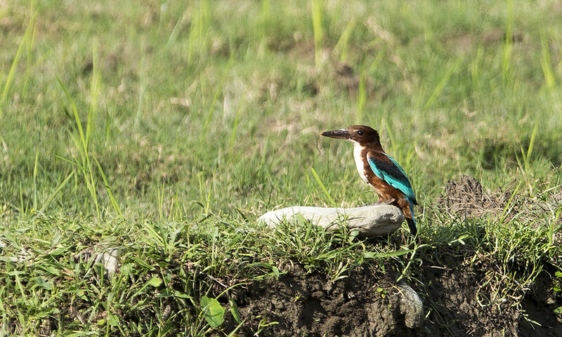 White-throated Kingfisher