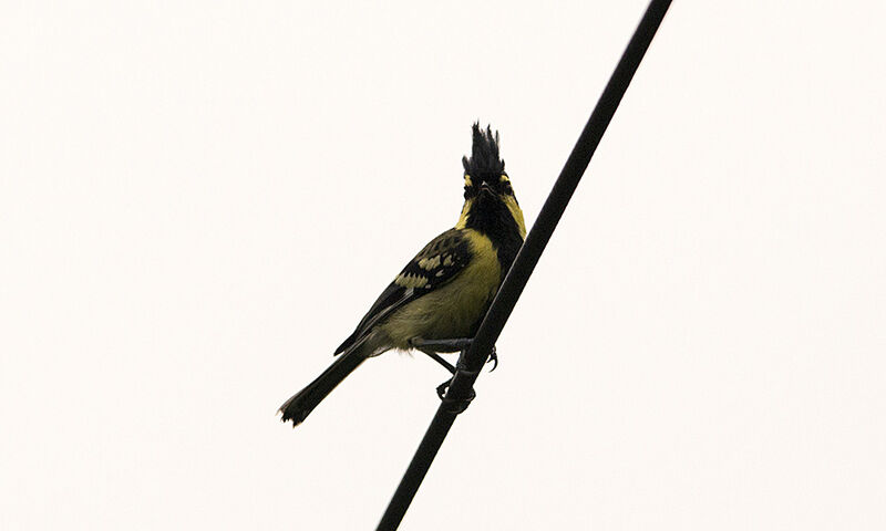 Mésange à joues jaunes