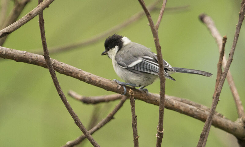 Mésange indienne