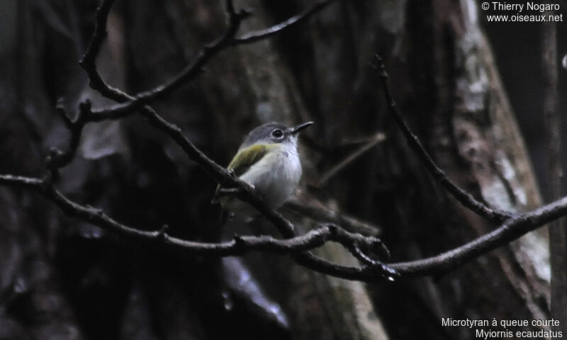 Short-tailed Pygmy Tyrant