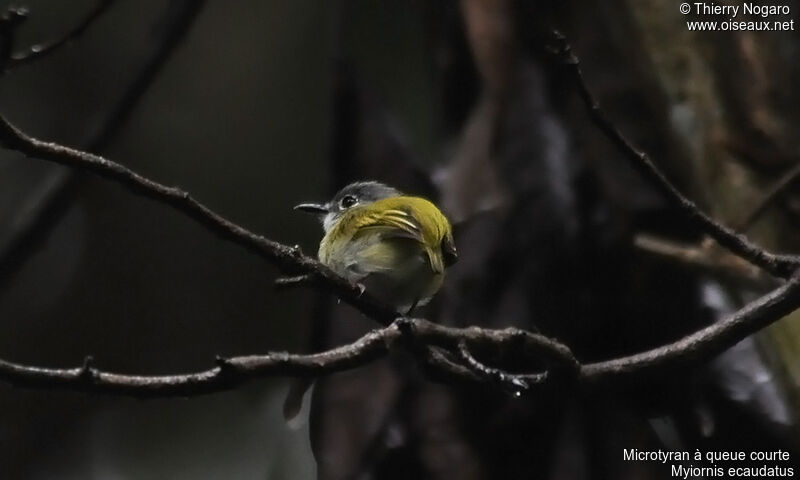 Short-tailed Pygmy Tyrant