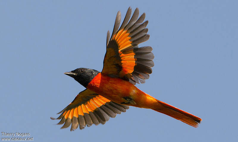 Minivet écarlate mâle adulte