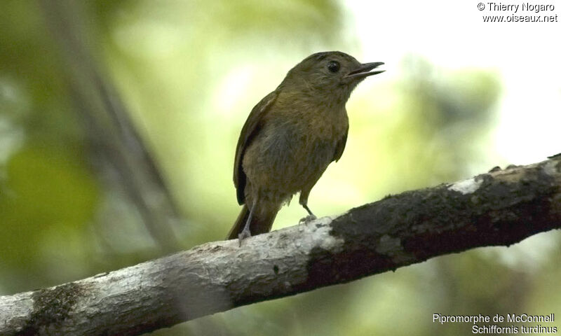 McConnell's Flycatcher