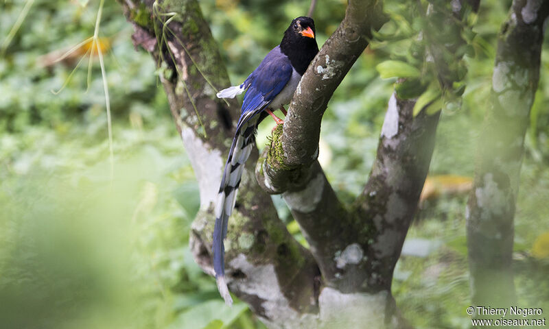 Red-billed Blue Magpie