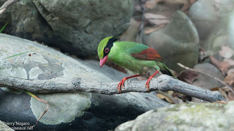 Indochinese Green Magpieadult, identification