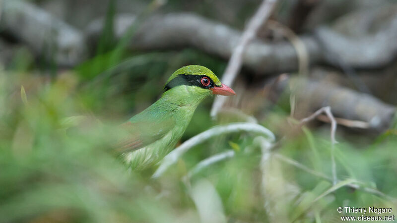 Indochinese Green Magpieadult