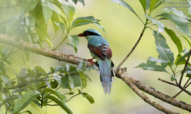 Common Green Magpie