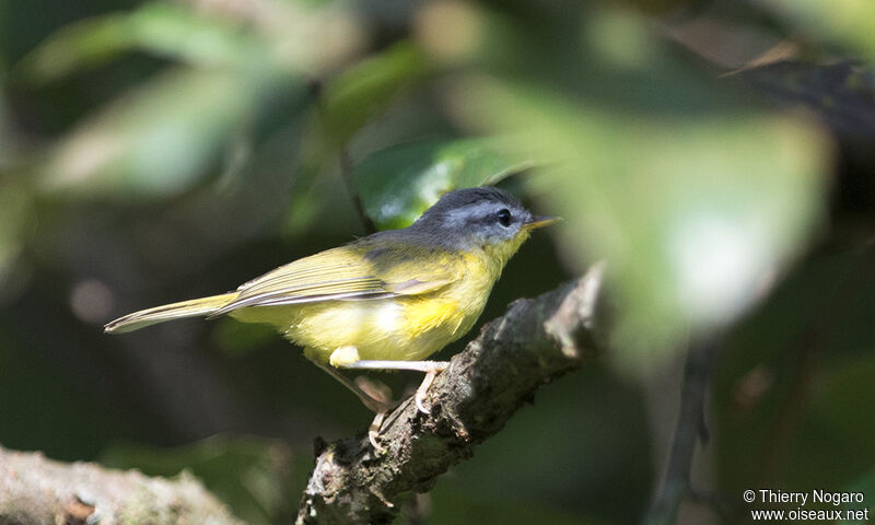 Grey-hooded Warbler