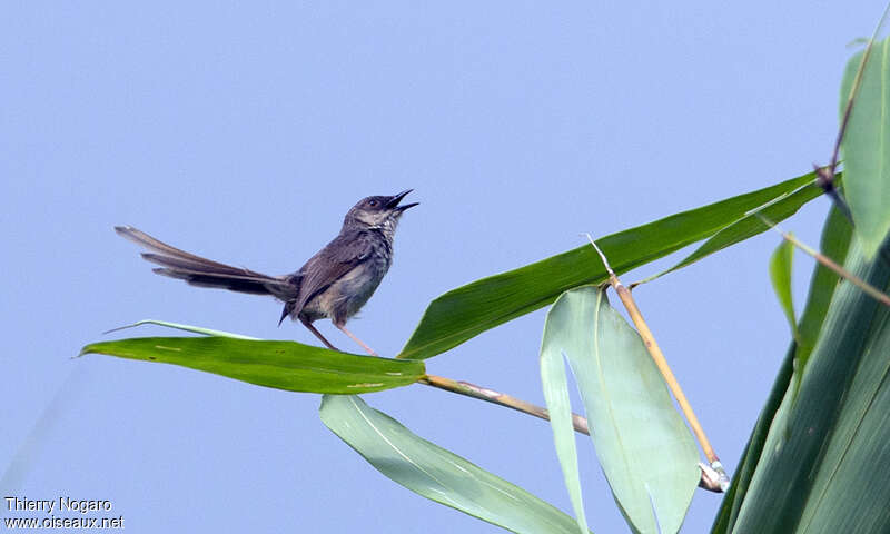 Himalayan Prinia