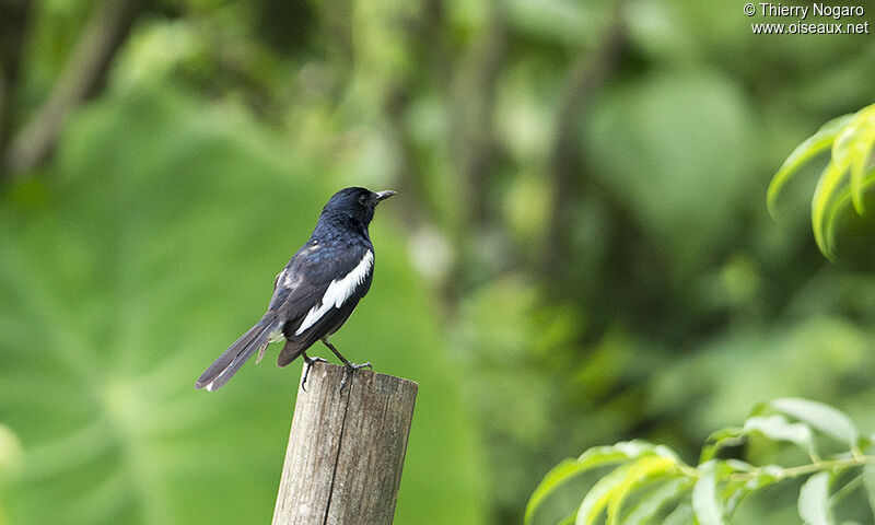 Oriental Magpie-Robin