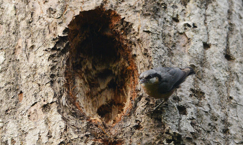 Sittelle à ventre marron