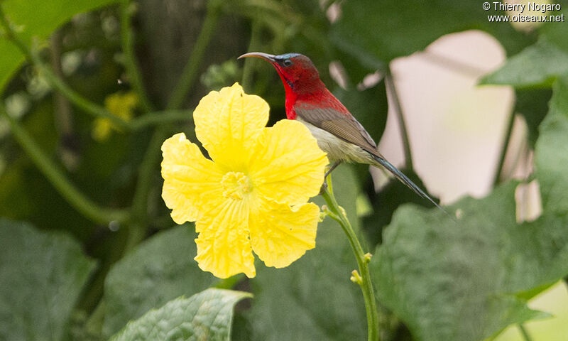 Crimson Sunbird male adult