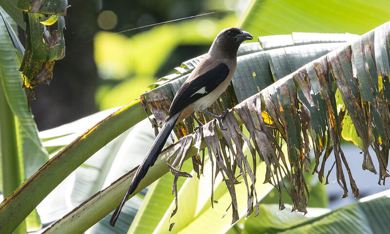 Grey Treepie