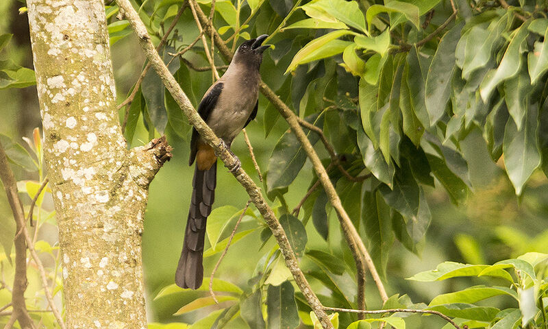 Grey Treepie