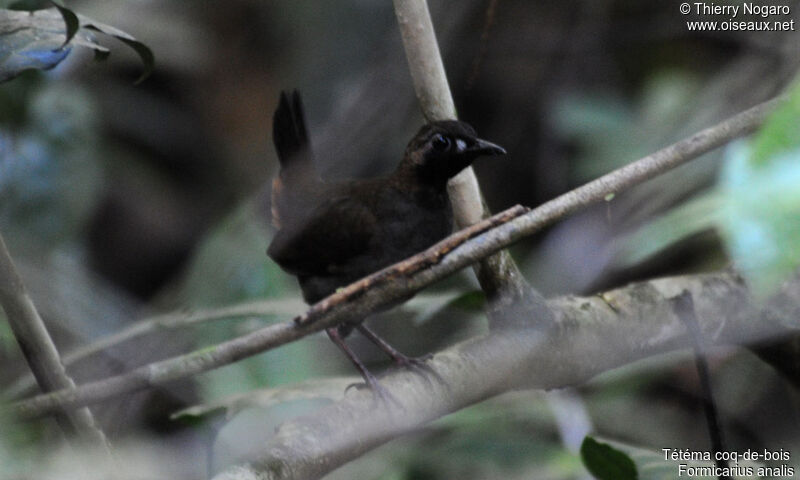 Black-faced Antthrush