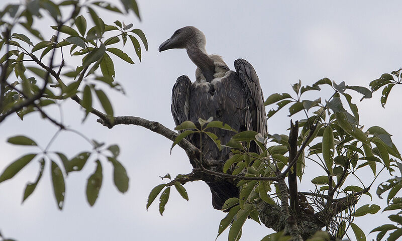 Vautour chaugoun