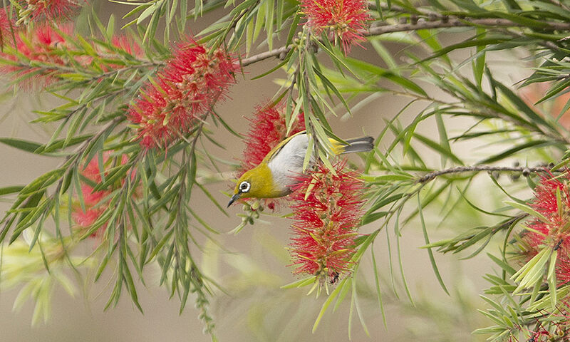 Indian White-eye