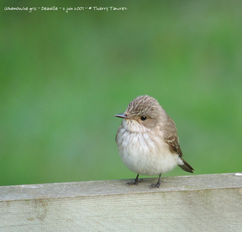 Spotted Flycatcher