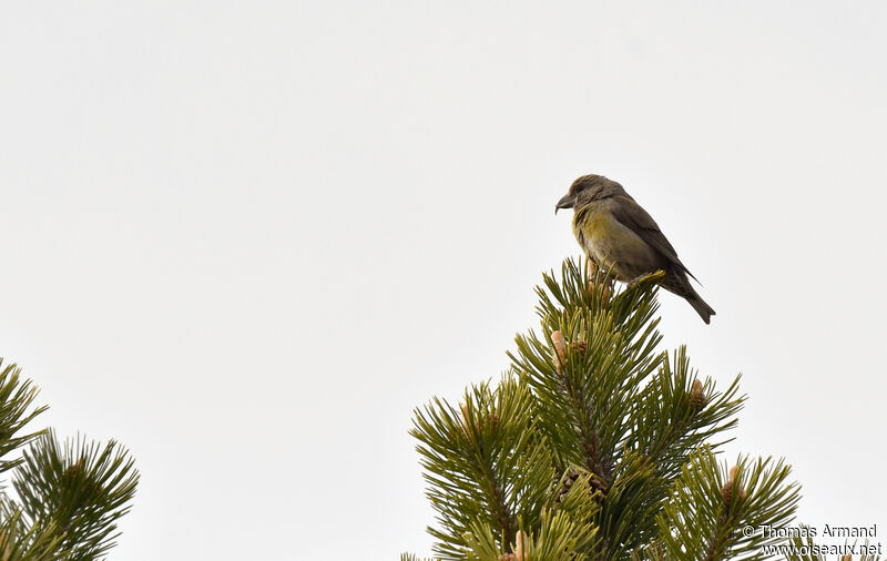 Bec-croisé des sapins