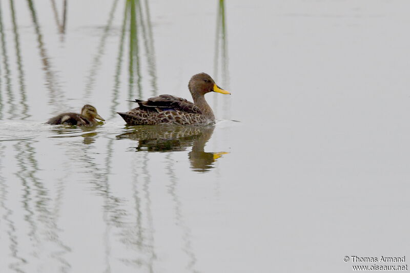 Canard à bec jaune