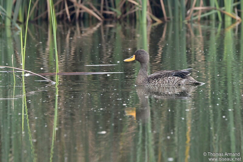 Canard à bec jaune