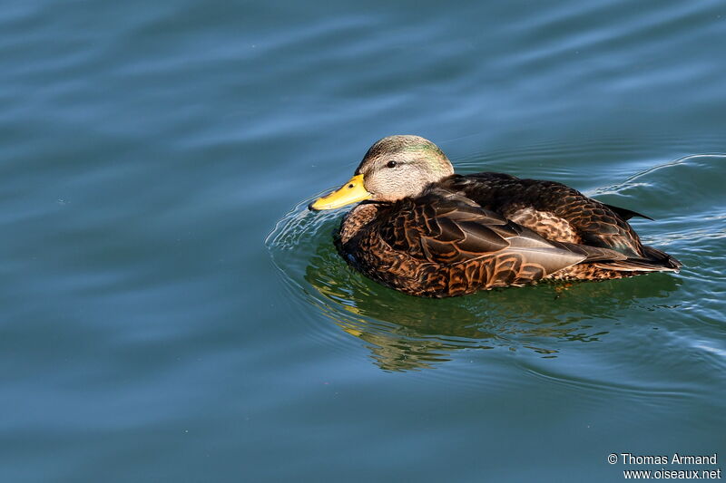 Canard noir